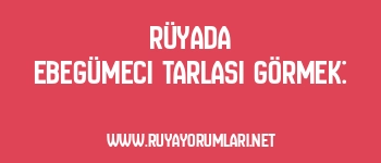 Rüyada Ebegümeci Tarlası Görmek: